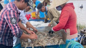 Doanh nghiệp phải cạnh tranh với tư thương mua tôm oxy