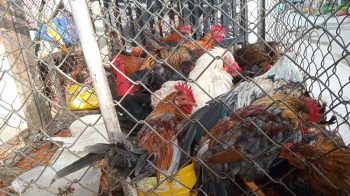 ĐBSCL kiểm soát, ngăn chặn tình trạng gia cầm nhập lậu từ Campuchia