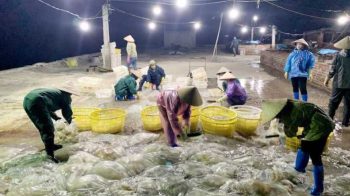 Doanh nghiệp đề xuất xuất khẩu chính ngạch sứa sang Trung Quốc