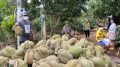 Đắk Lắk làm gì để sầu riêng không thành “sầu chung”?