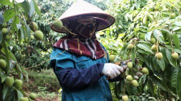 Người trồng vải thiều Bắc Giang chuẩn bị thu hoạch sớm, sản lượng khoảng 9.000 tấn