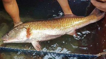 Một loại cá có ở Việt Nam được cả thế giới “săn lùng”: 1kg bong bóng giá hơn 1 tỷ đồng, ngư dân bắt được 1 con là đủ ăn cả đời