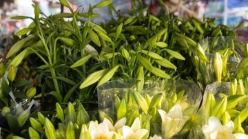 Hoa loa kèn đầu mùa xuống phố Hà Nội, giá chát vẫn hút khách mua