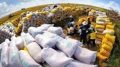 Philippines giảm thuế nhập khẩu gạo, cơ hội cho ‘hạt ngọc’ Việt
