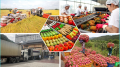 Kết nối Giao thương và Xây dựng Thương hiệu cho Doanh nghiệp Xuất khẩu Nông sản Thực phẩm