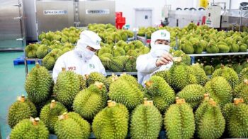 Sầu riêng hướng mốc 4,5 tỷ USD, doanh nghiệp đứng trước cơ hội vàng